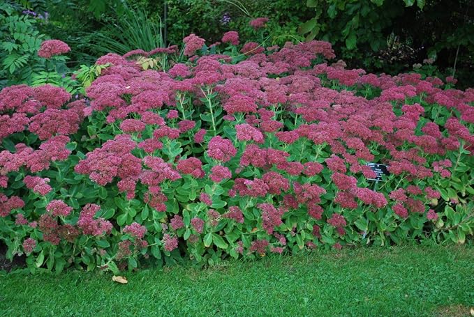 Sedum, Autumn Joy