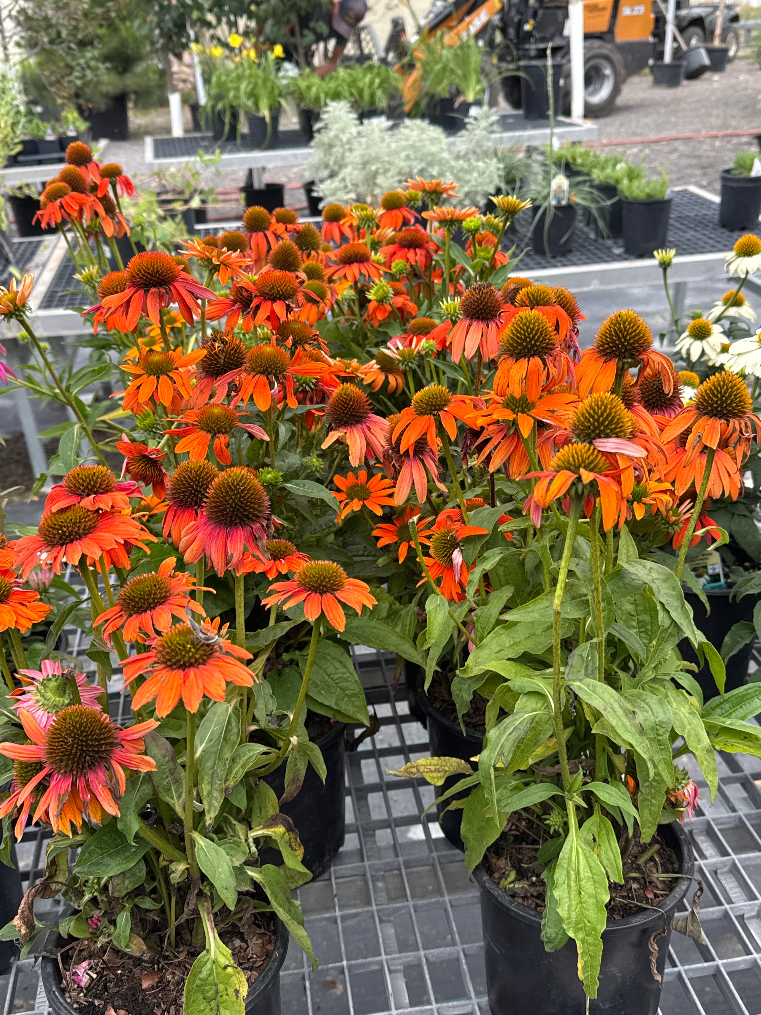 Coneflower, Soft Orange