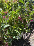 Weigela, Sonic Bloom Pink #3