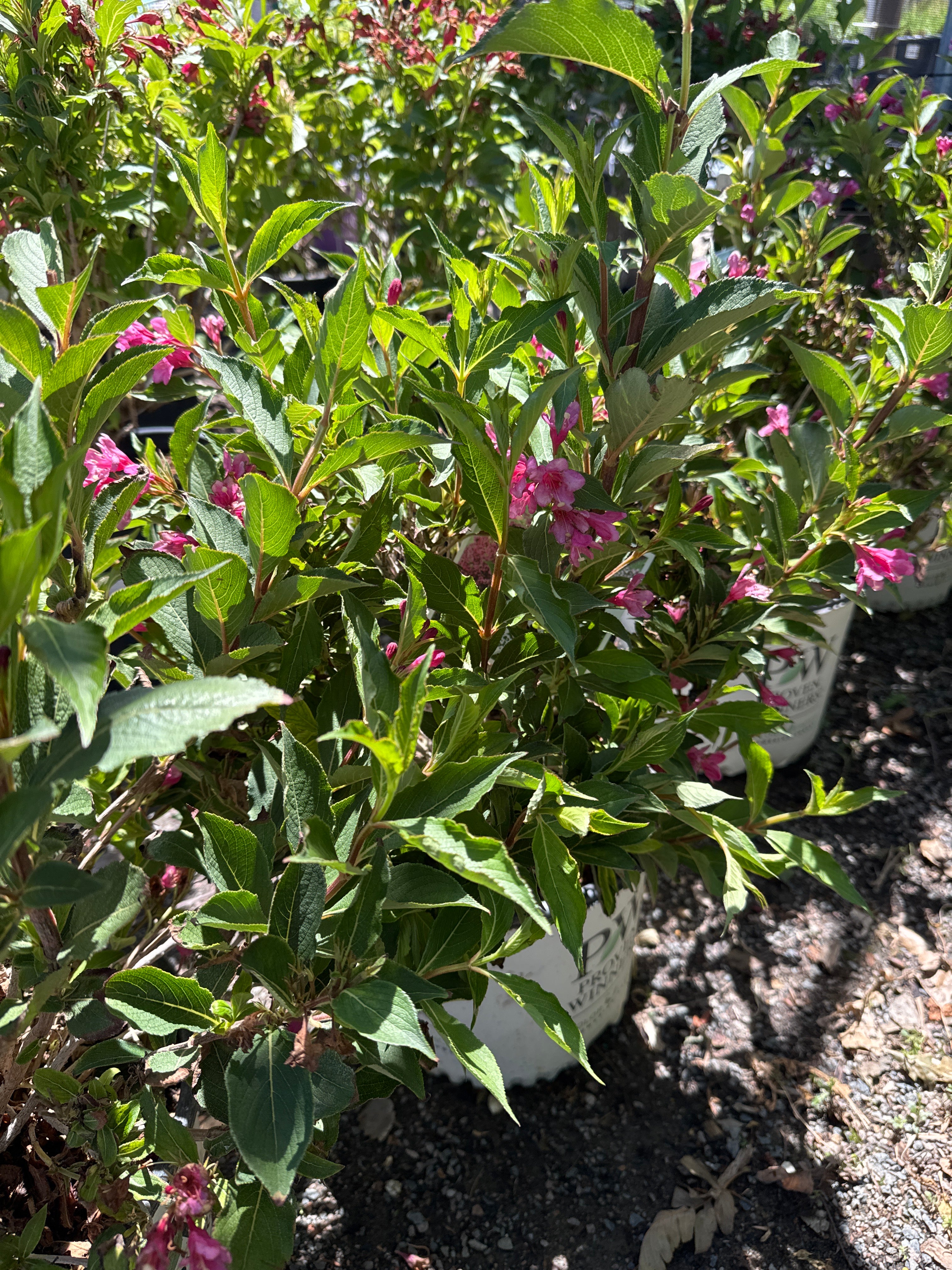 Weigela, Sonic Bloom Pink #3