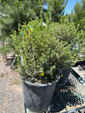 Potentilla, Gold Drop #5