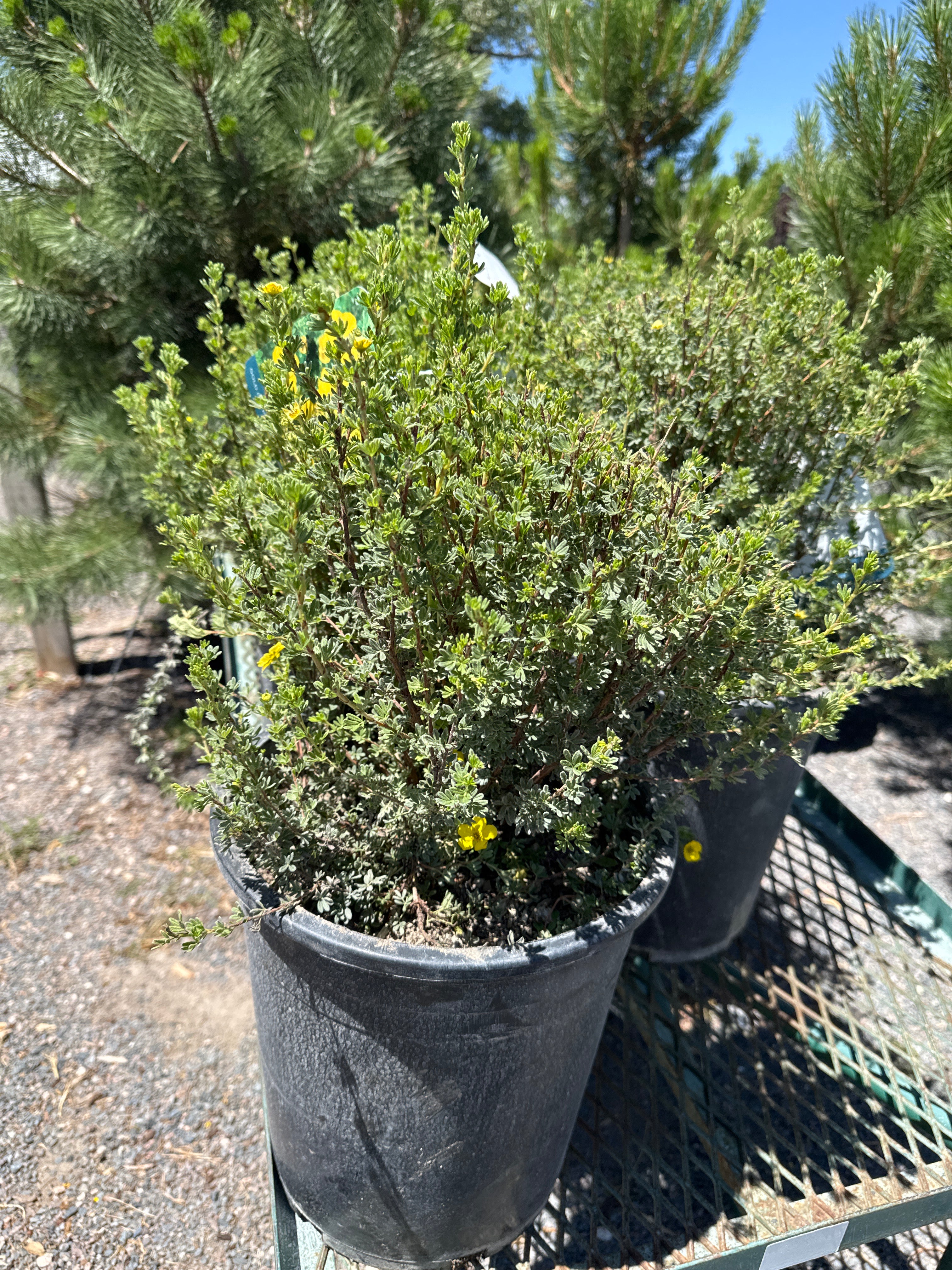 Potentilla, Gold Drop #5