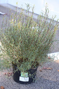 Salix purp Nana Dwf Blue Arctic Willow   Ct  #2
