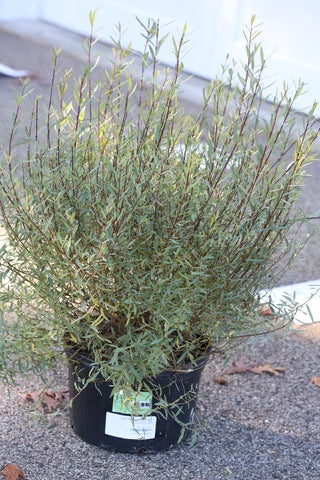 Salix purp Nana Dwf Blue Arctic Willow   Ct  #2