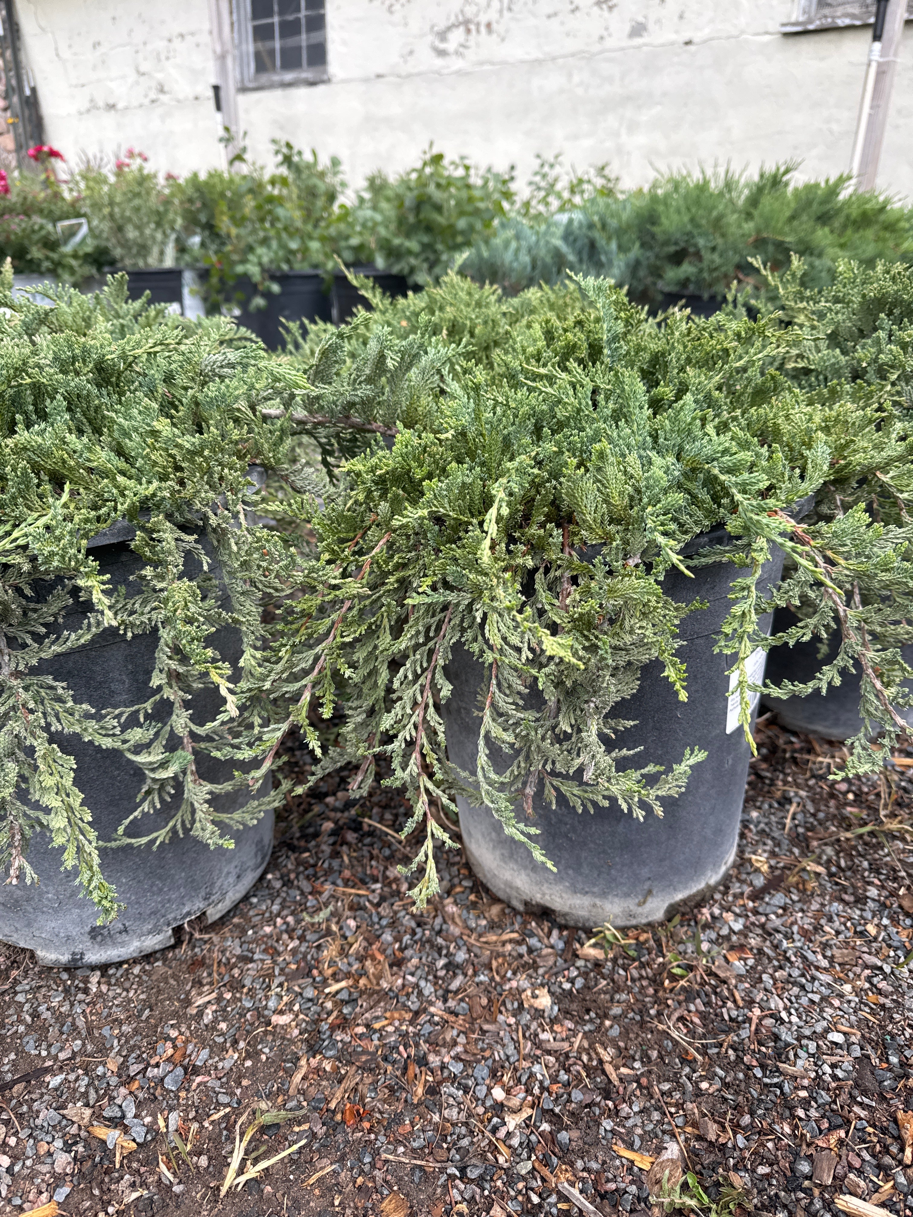 Juniper, Guernsey Green #5