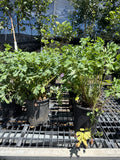 Columbine, Denver Gold #1
