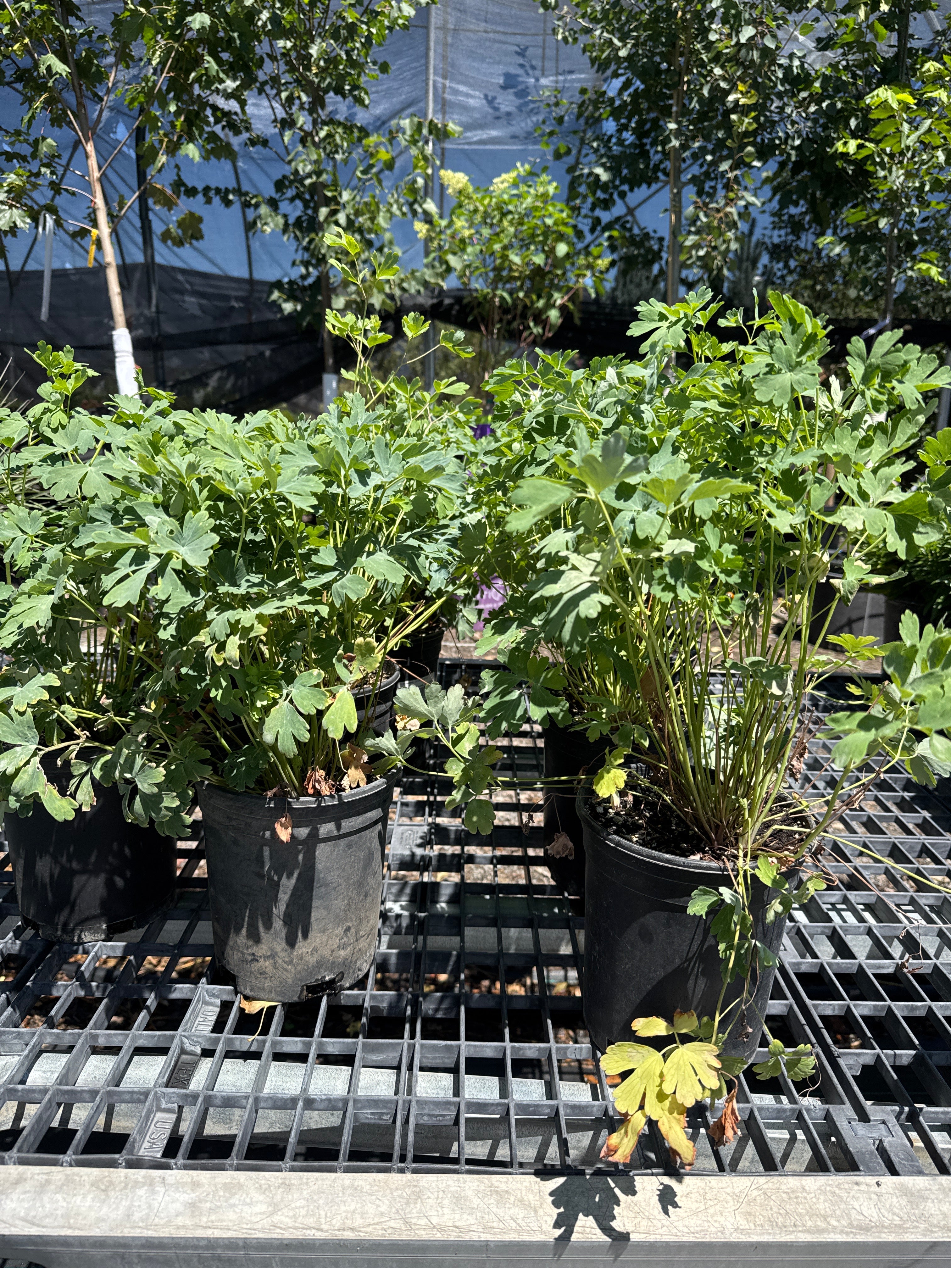 Columbine, Denver Gold #1