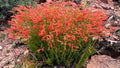 Penstemon, Pineleaf