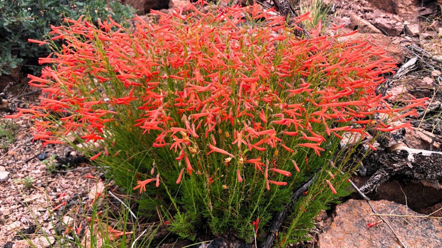 Penstemon, Pineleaf