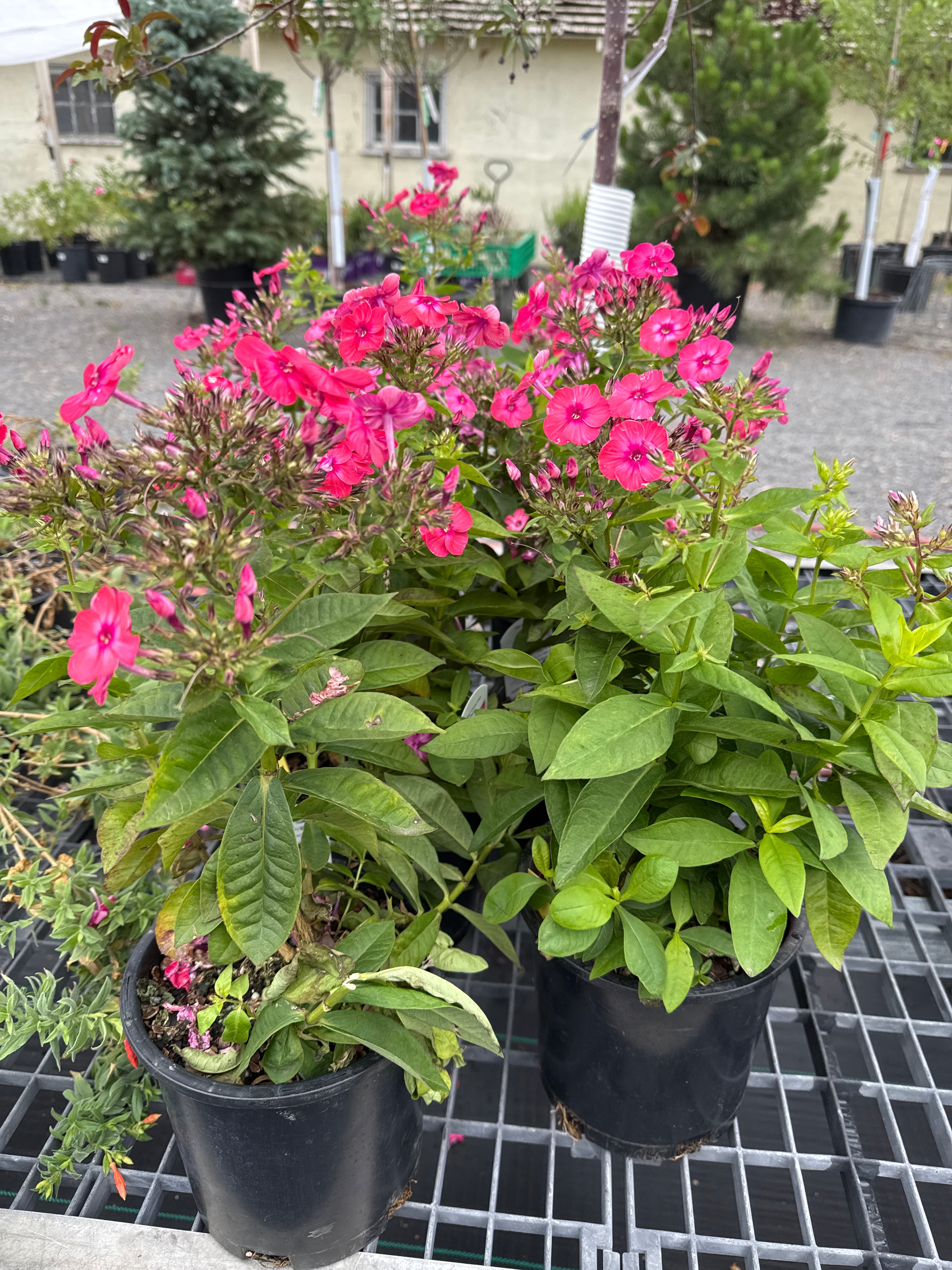 Phlox, Flame Coral #1