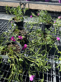 Wine cups poppy mallow #1