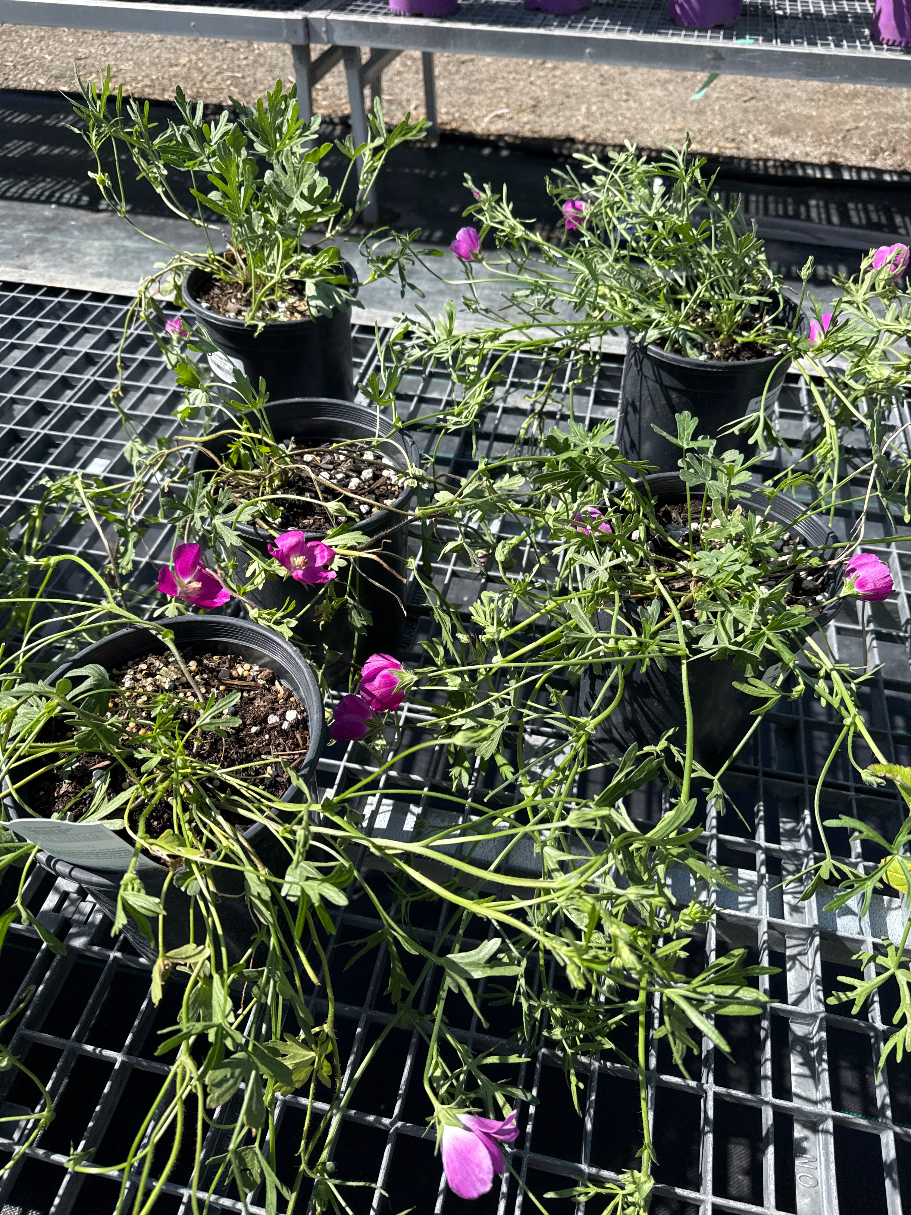 Wine cups poppy mallow #1