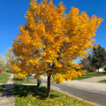 Emerald Lustre Maple (Acer platanoides 'Pond')