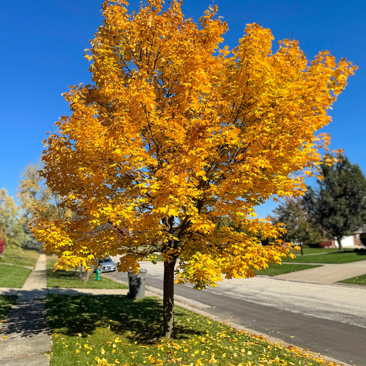 Emerald Lustre Maple (Acer platanoides 'Pond')