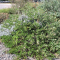 Manzanita, Mock Bearberry