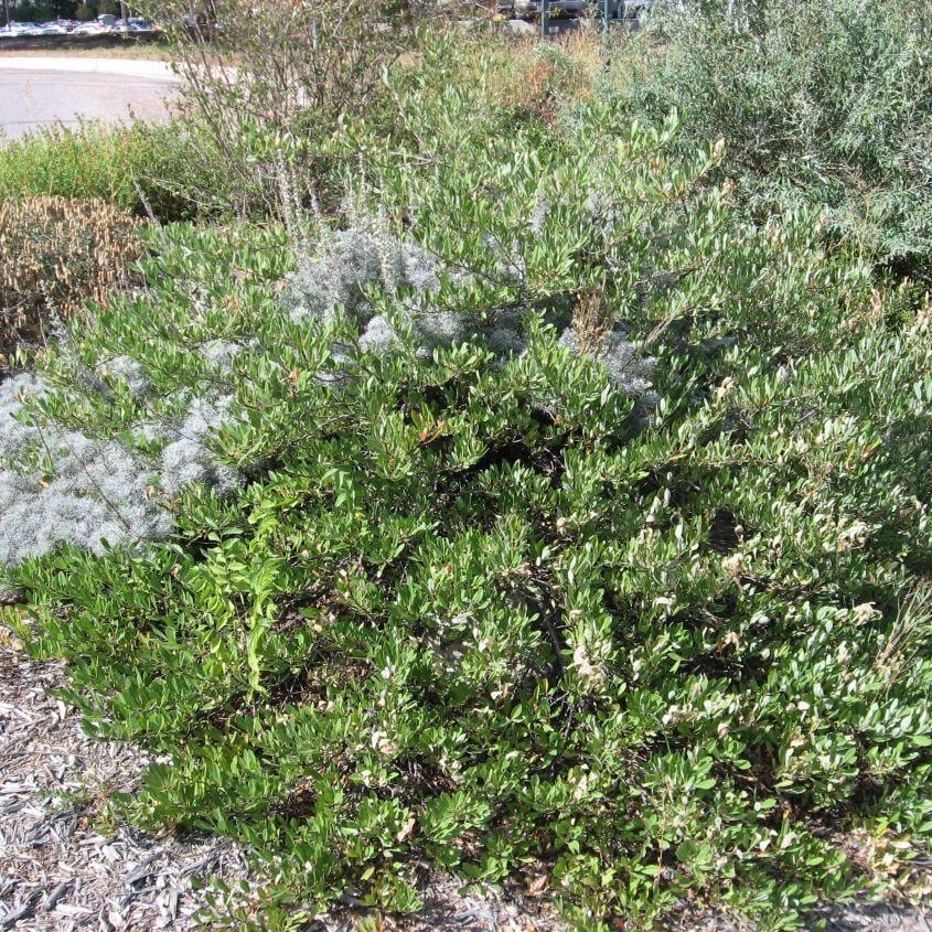 Manzanita, Mock Bearberry