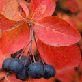 Chokeberry, Autumn Magic #2