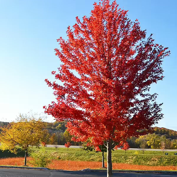 Autumn blaze maple #10