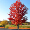 Autumn blaze maple #10