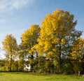 Summer Shimmer® Aspen #2