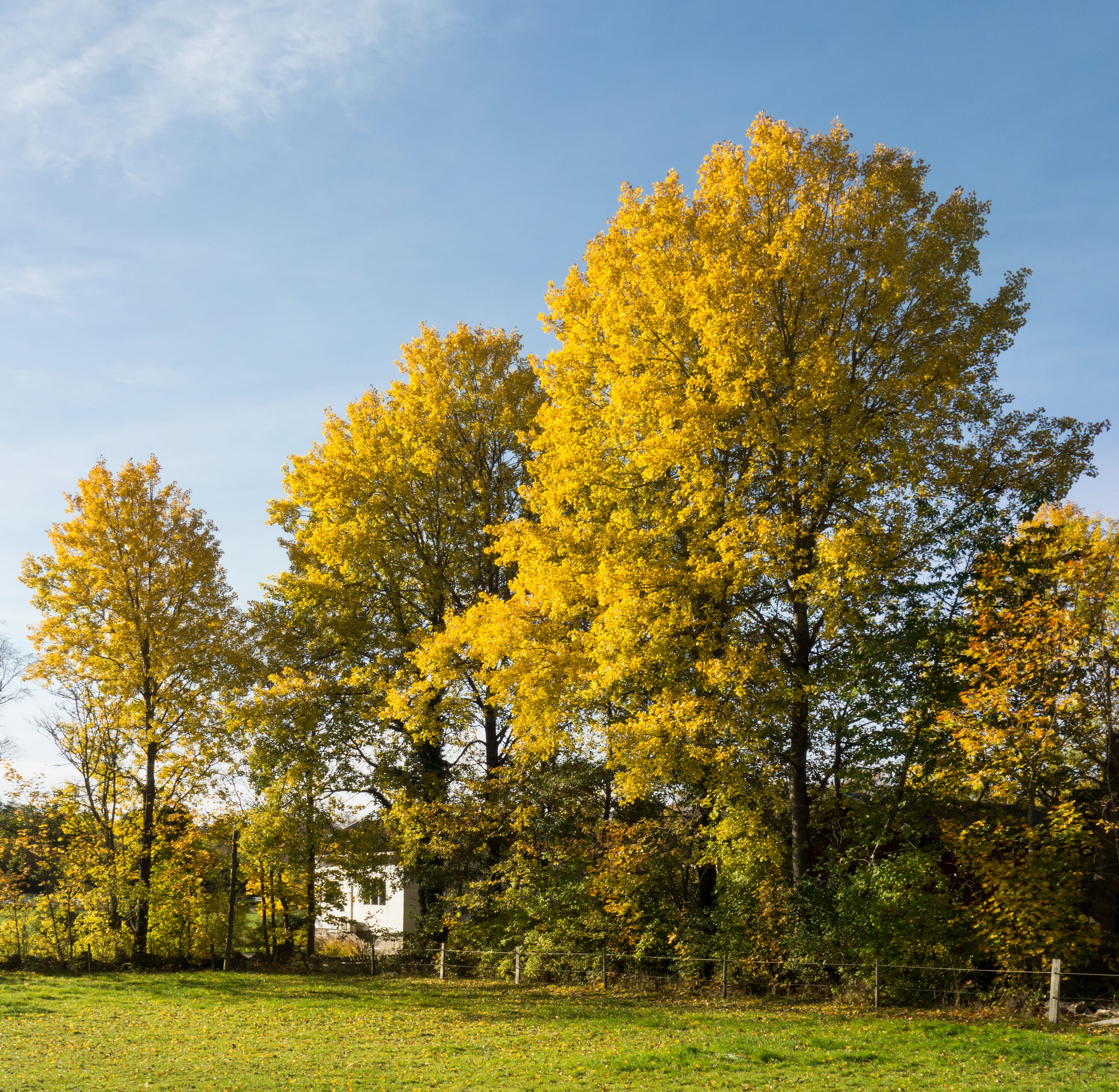Summer Shimmer® Aspen #2