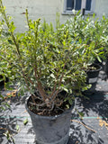 Fragrant Sumac, Rhus Aromatica Lacette #5