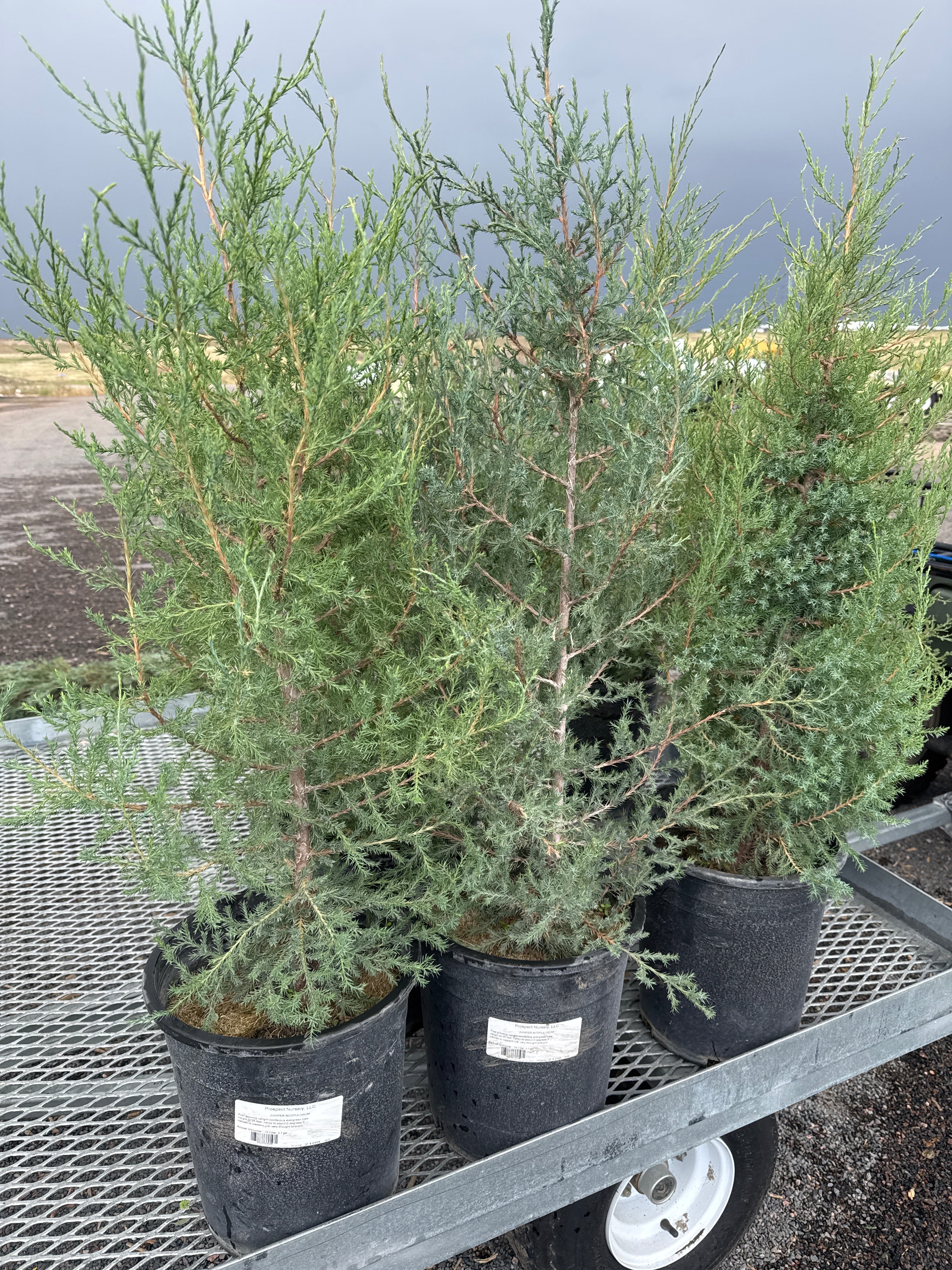 Juniper, Rocky Mountain #5