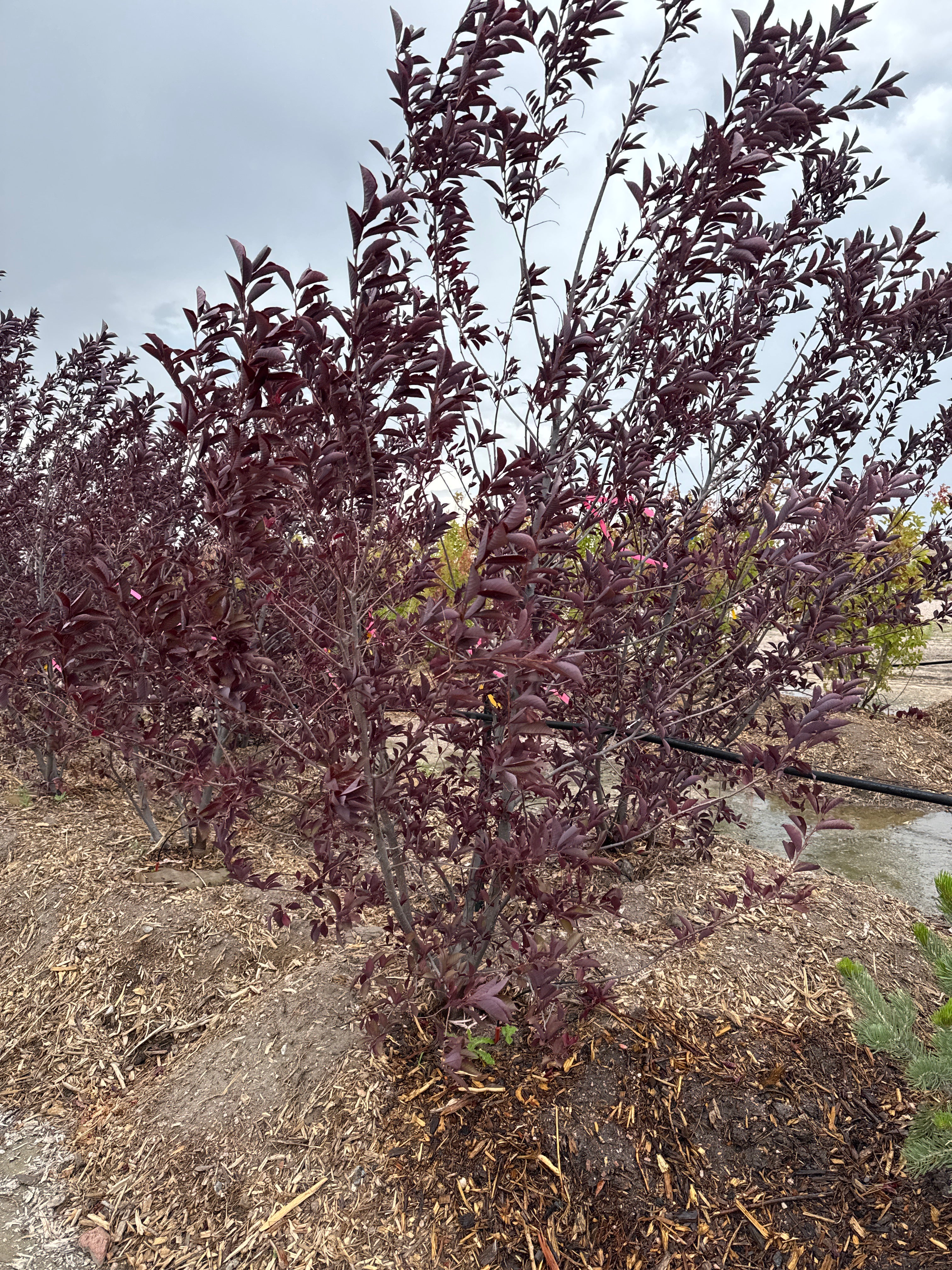 Red Canadian Chokecherry Clump 5/6'