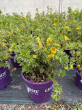 Potentilla, Gold Star #2