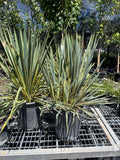 Yucca small, bright edge  #5