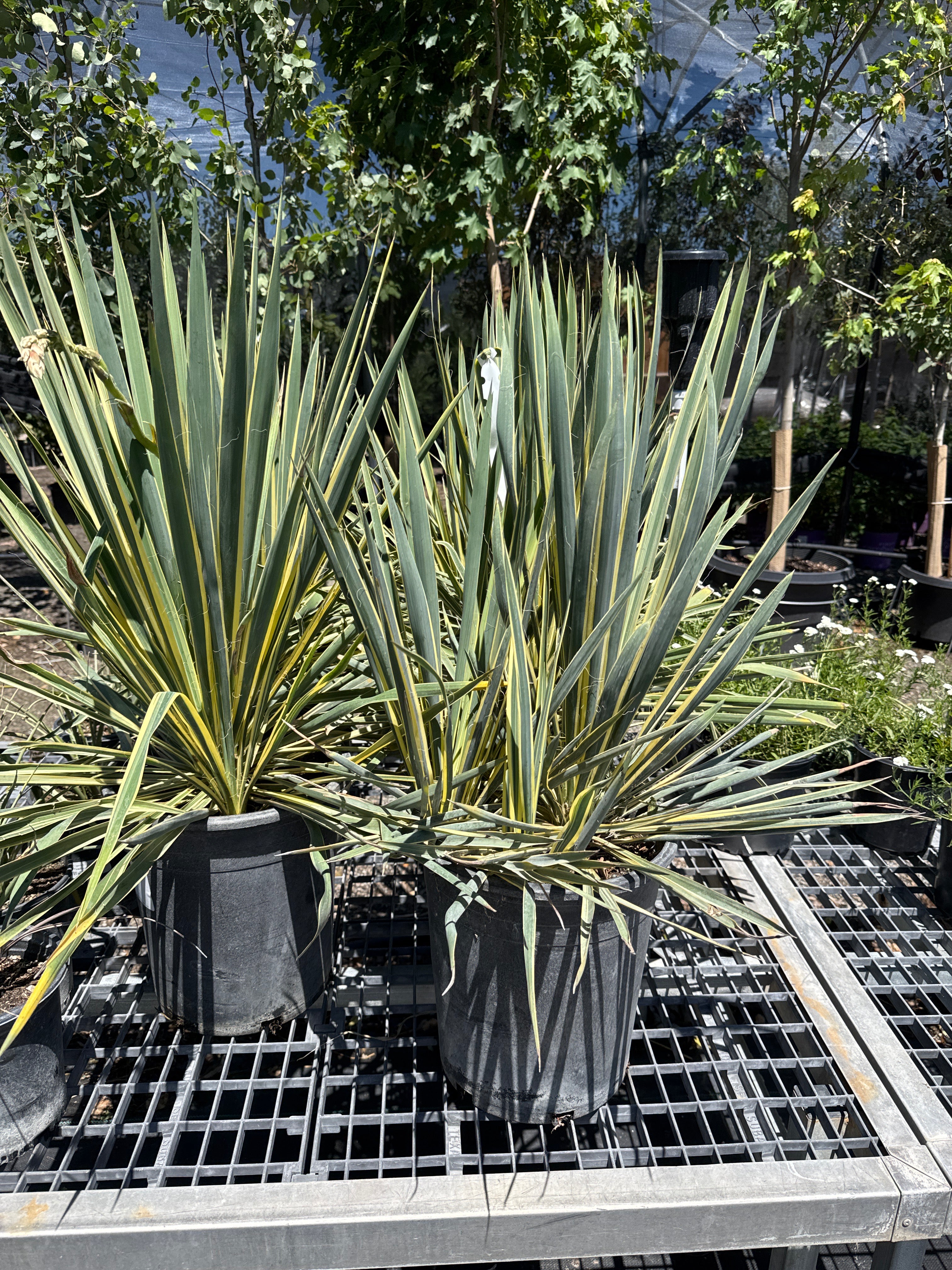 Yucca small, bright edge  #5