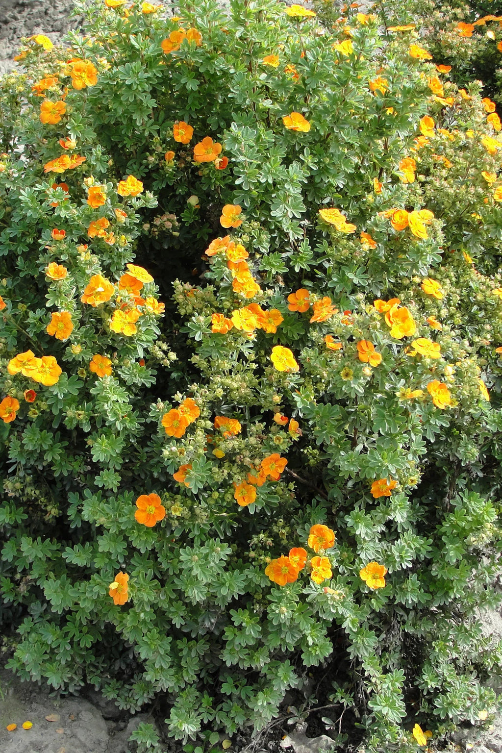 Potentilla firstEd mandarin Tango #2