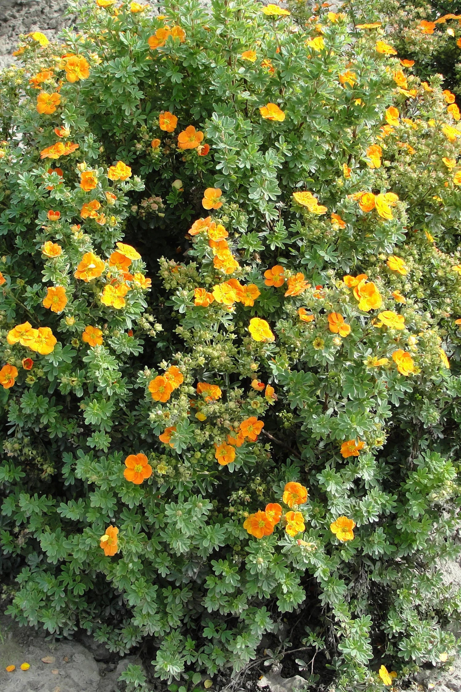 Potentilla firstEd mandarin Tango #2