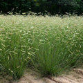Grass, Blonde Ambition Blue Grama #1