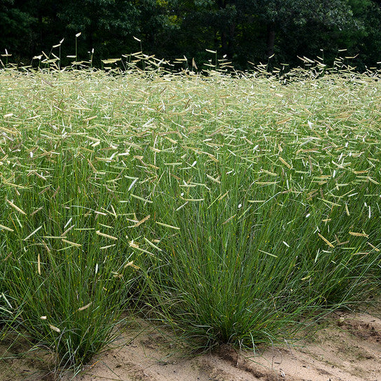 Grass, Blonde Ambition Blue Grama #1
