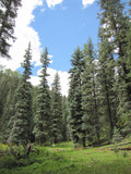 Blue Diamond Spruce #15 5'-6' Conservation
