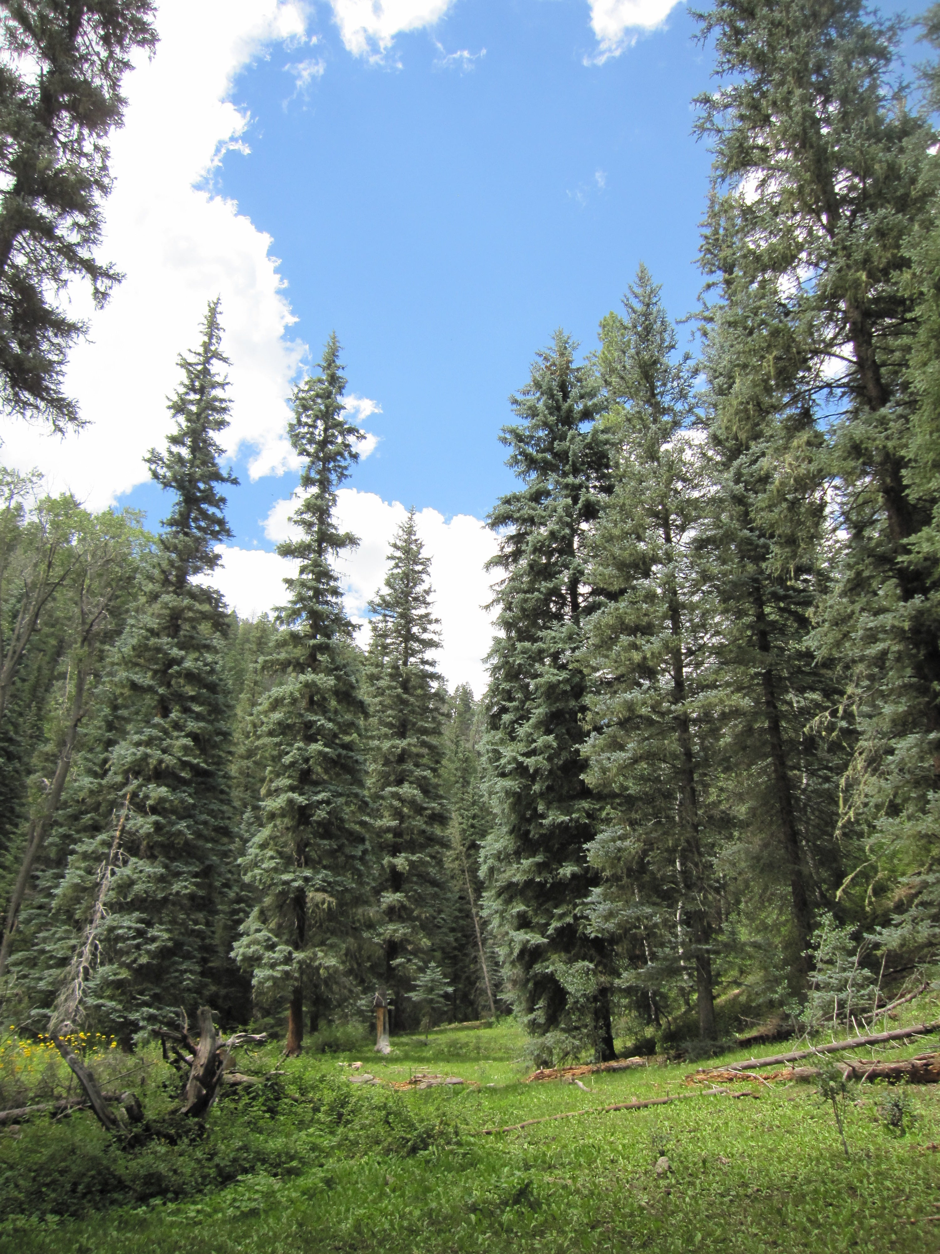 Blue Diamond Spruce #15 5'-6' Conservation