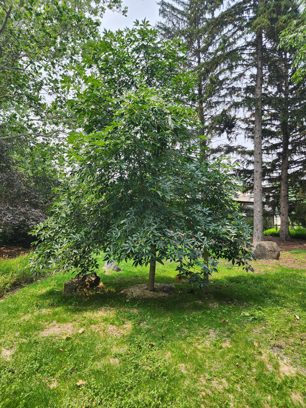 Autumn Splendor Buckeye #15