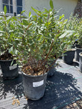 Western Sand Cherry, Prunus Besseyi #5