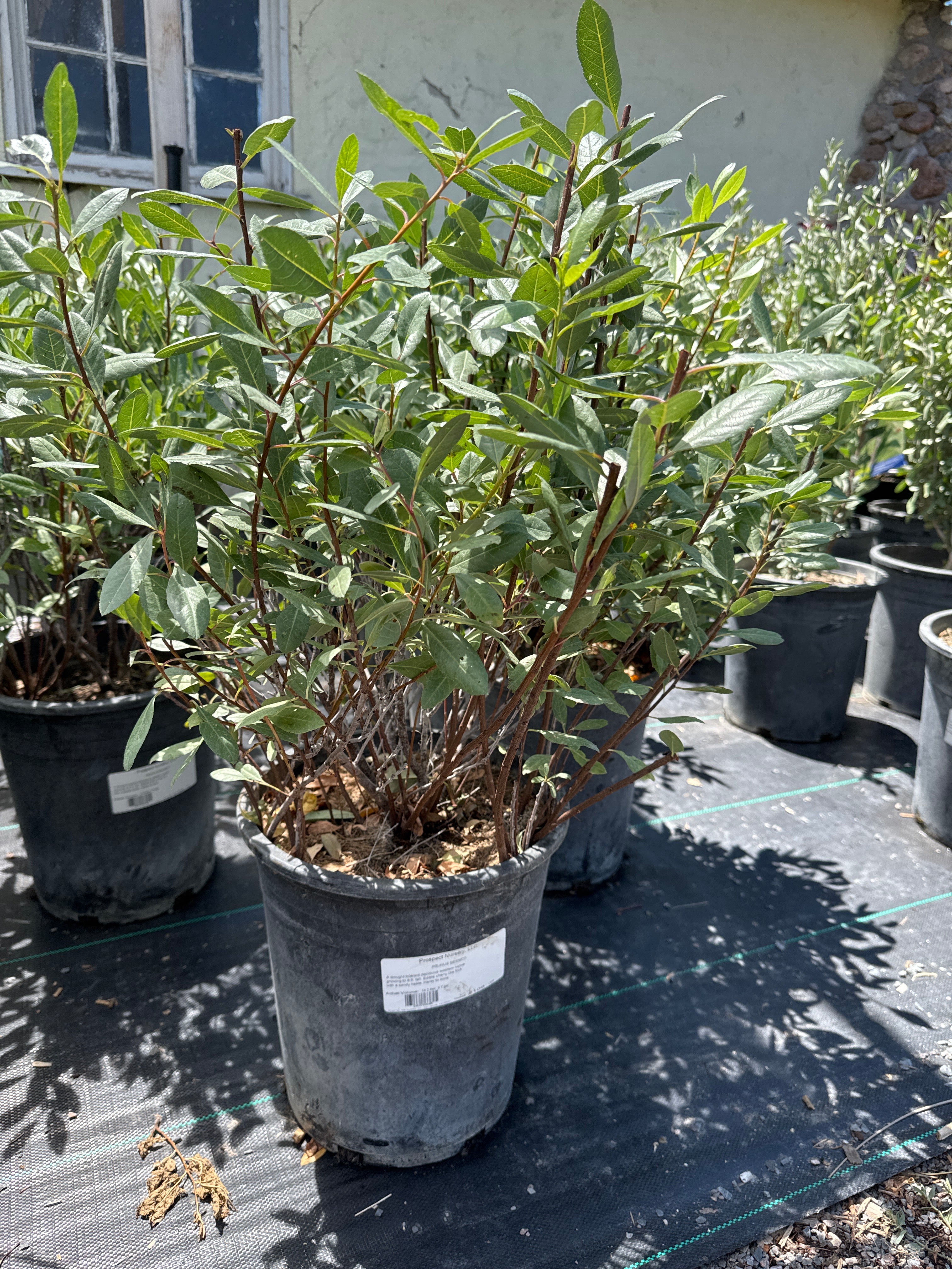 Western Sand Cherry, Prunus Besseyi #5
