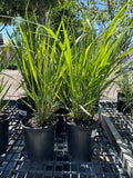 Grass,Switch Northwind