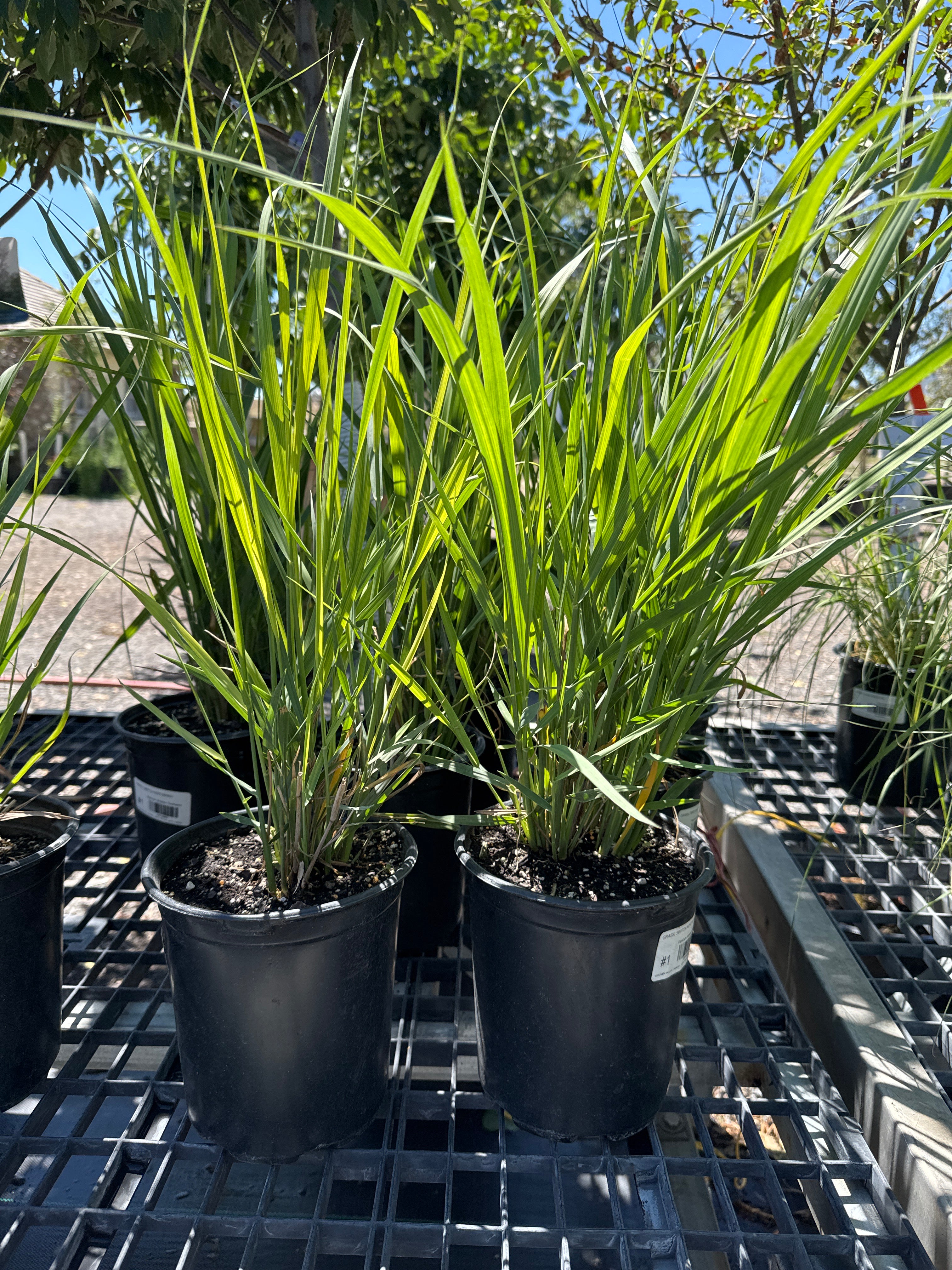 Grass,Switch Northwind