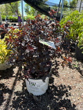 Summer Wine Ninebark, Physocarpus #3