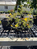 Prairie Lode Sundrops