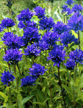 Bellflower, Clustered Superba