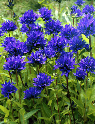 Bellflower, Clustered Superba