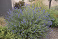 Dark Knight Bluebeard (Caryopteris X clandonensis 'Dark Knight')