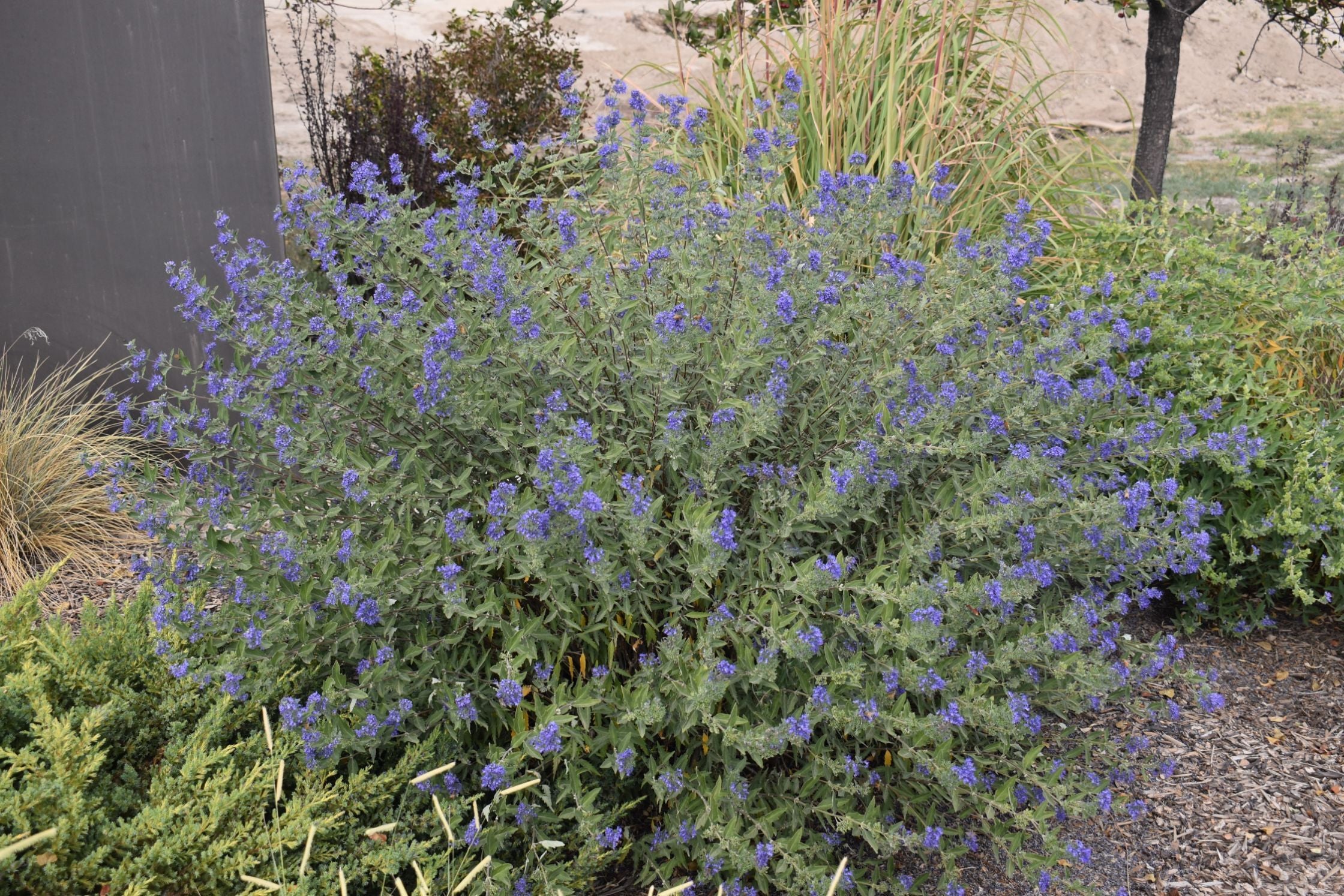 Dark Knight Bluebeard (Caryopteris X clandonensis 'Dark Knight')