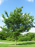 Common Hackberry #10 1¼"