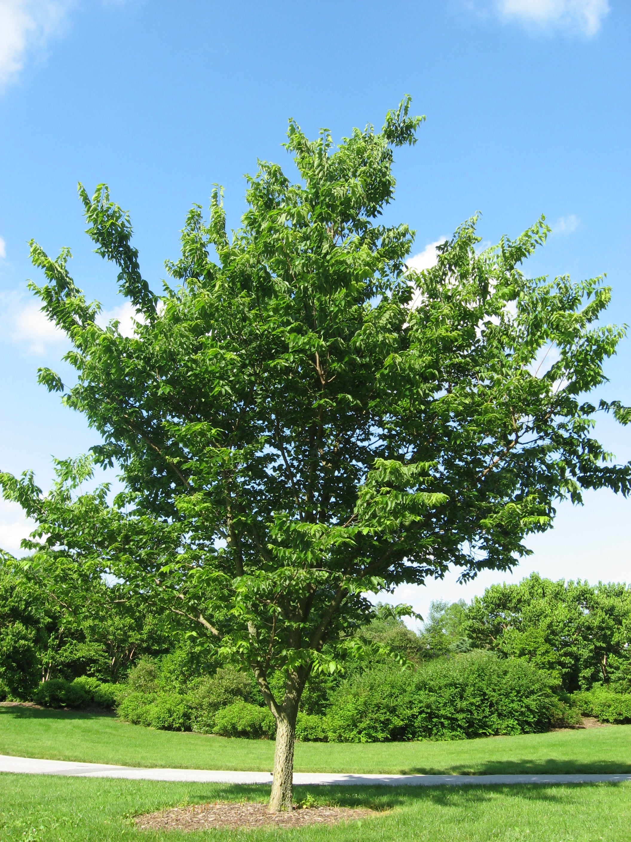 Common Hackberry #10 1¼"